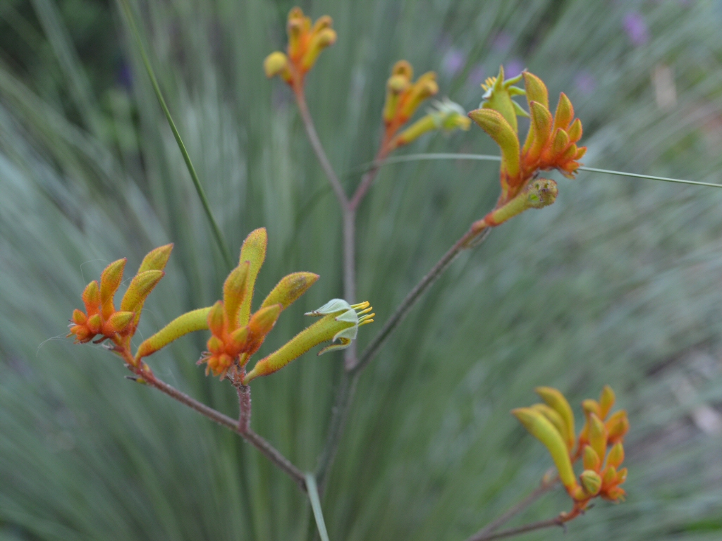 Anigozanthos ‘Landscape Orange’