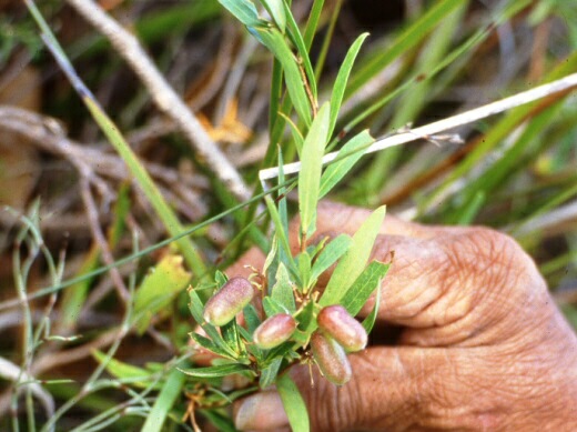 Bush Tucker Plants For Small Gardens