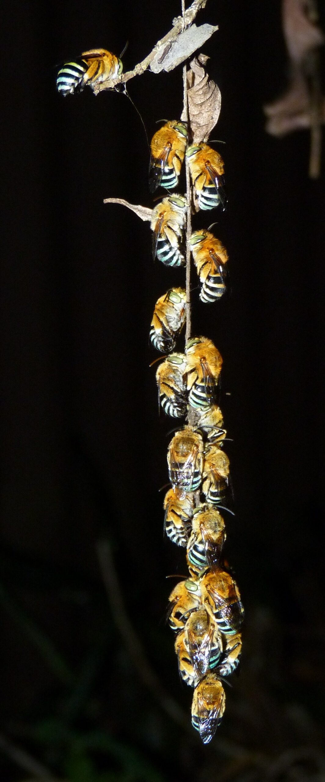 Australian Native Bees