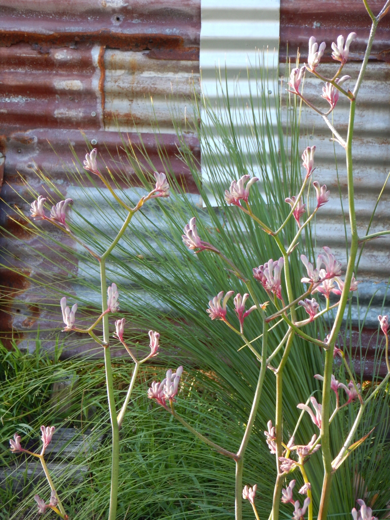 Growing Kangaroo Paws