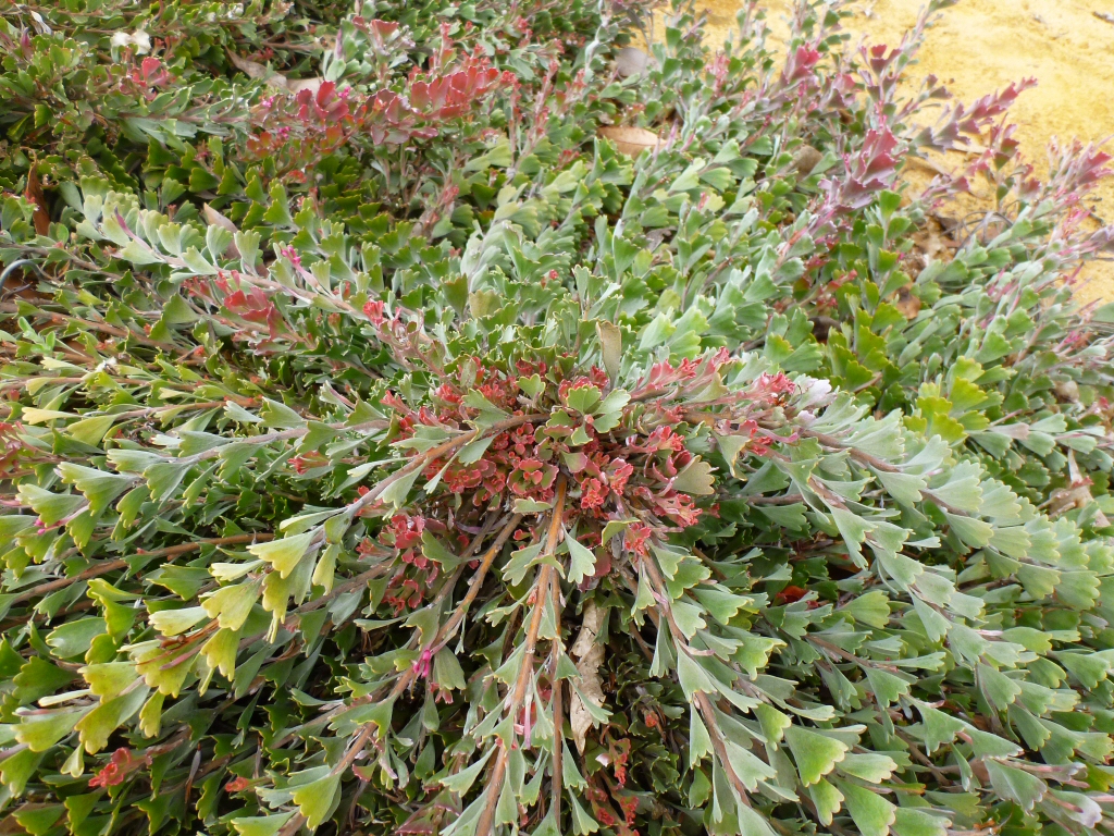 Adenanthos cuneatus ‘Flat Out’ – Jug Flower