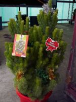 adenanthos sericeus woolly-bush variety silver streak