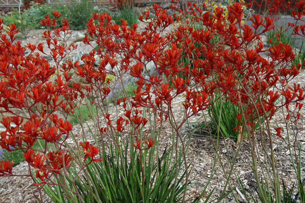 Anigozanthos ‘Bush Endeavour’ – Kangaroo Paw