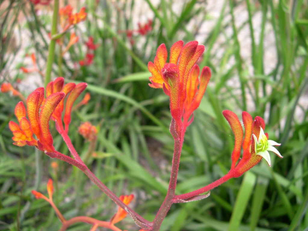 Anigozanthos ‘Landscape Orange’ – Kangaroo Paw