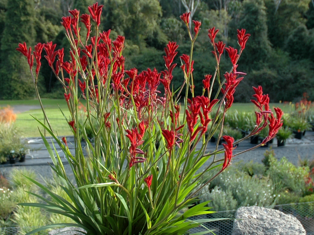 Anigozanthos ‘Bush Ballad’ – Kangaroo Paw