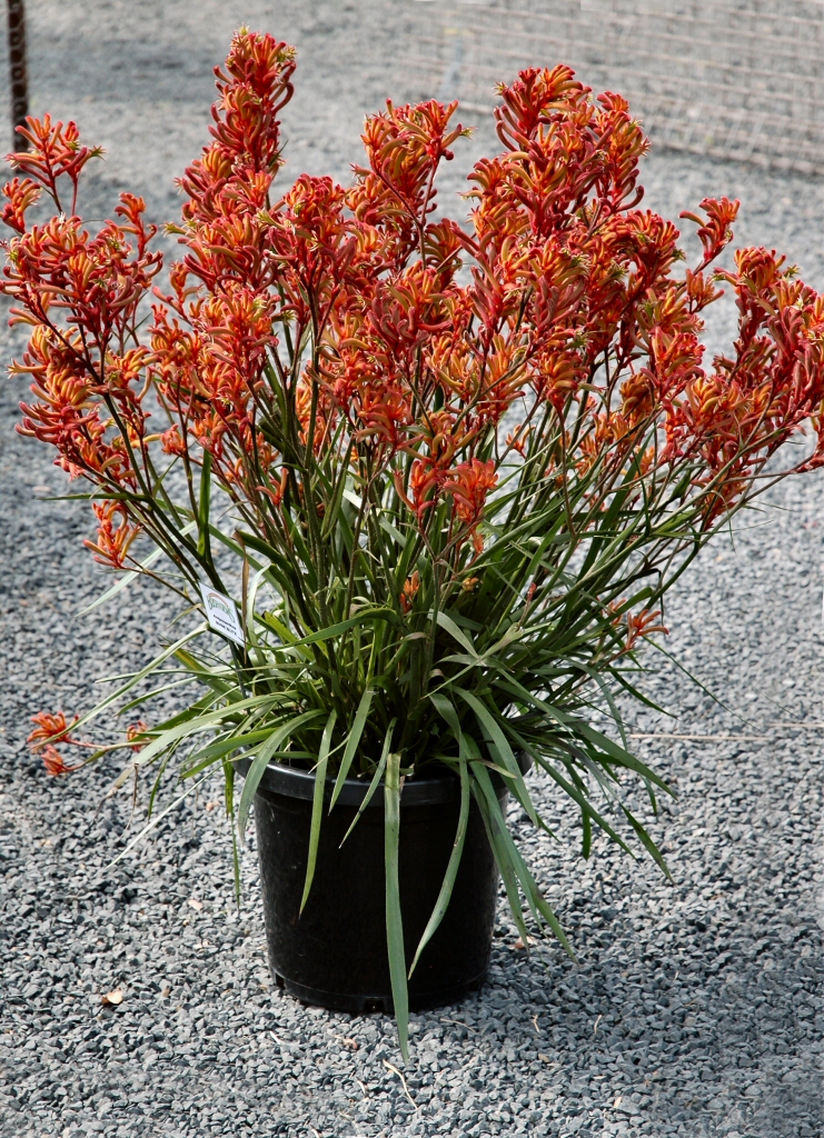 Anigozanthos ‘Bush Blitz’ – Kangaroo Paw