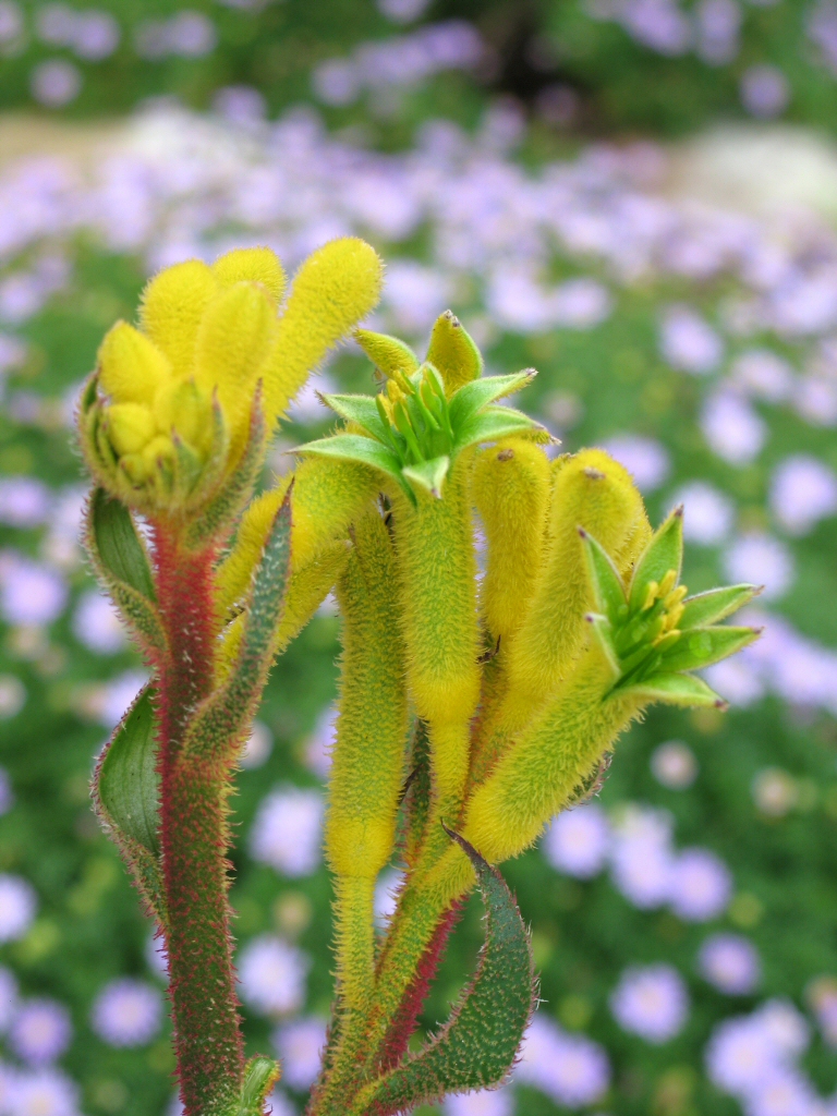 Anigozanthos ‘Bush Bonanza’ – Kangaroo Paw