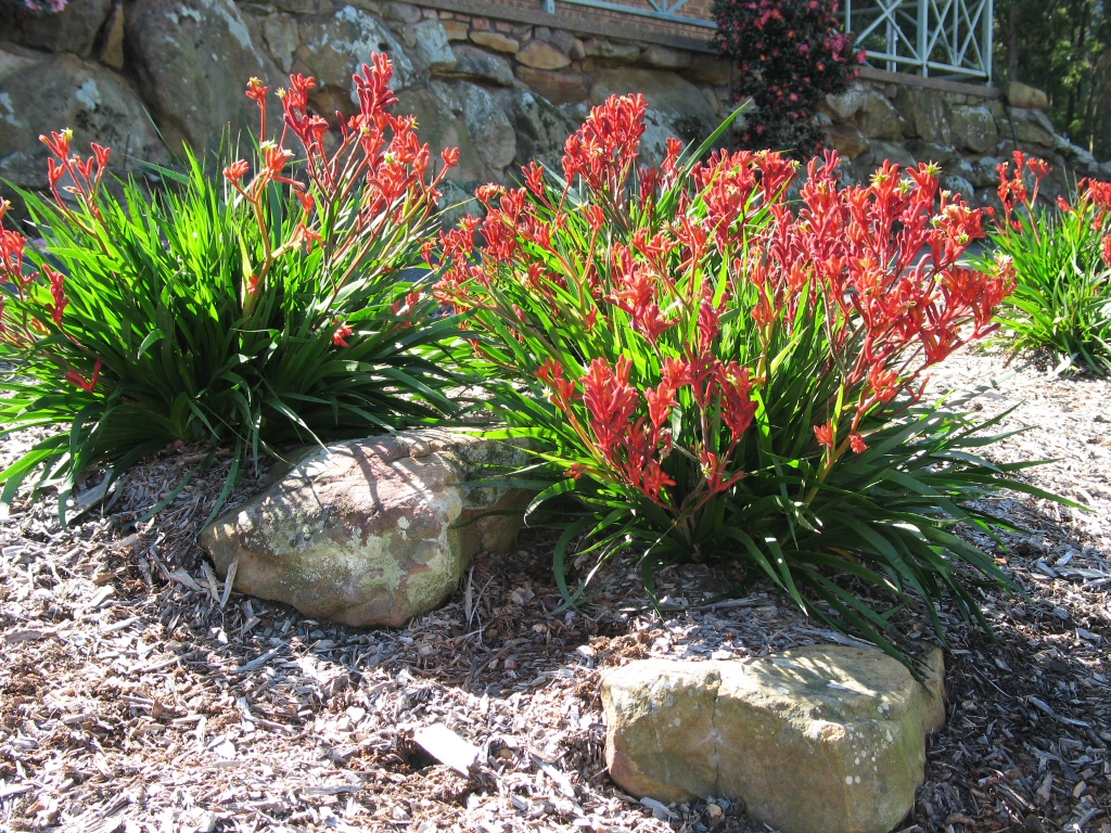 Anigozanthos ‘Bush Elegance’ – Kangaroo Paw