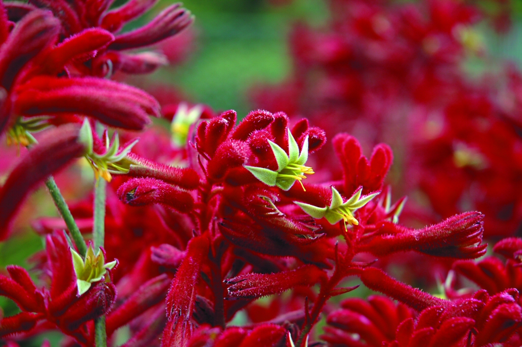 Anigozanthos ‘Bush Fury’ – Kangaroo Paw