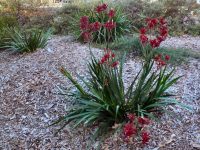 Anigozanthos 'Bush Fury' is a good medium sized kangaroo paw with red flowers