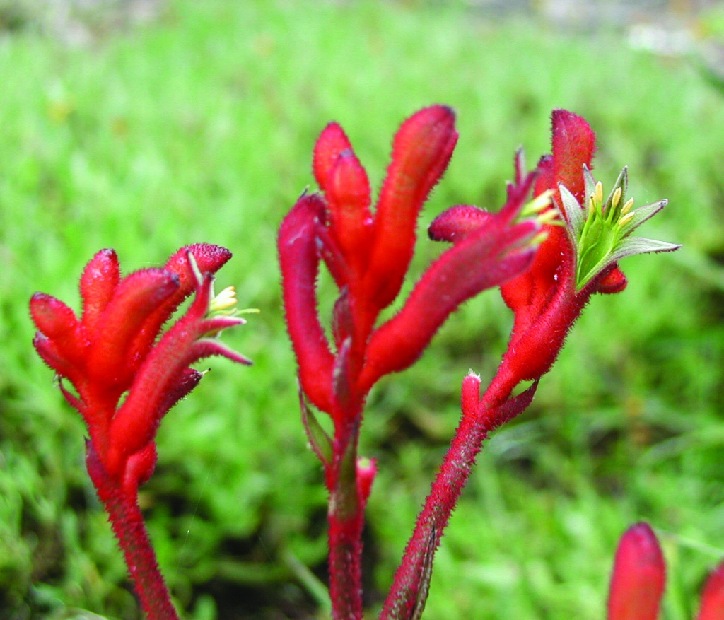 Anigozanthos ‘Bush Inferno’ – Kangaroo Paw