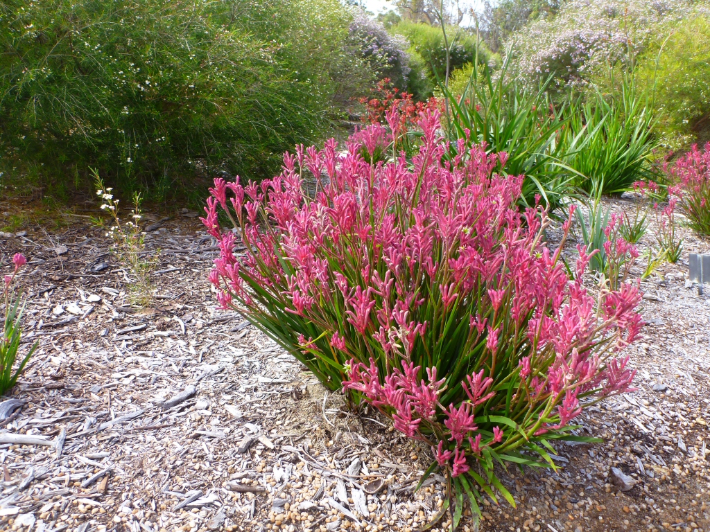 Anigozanthos ‘Bush Pearl’ – Kangaroo Paw