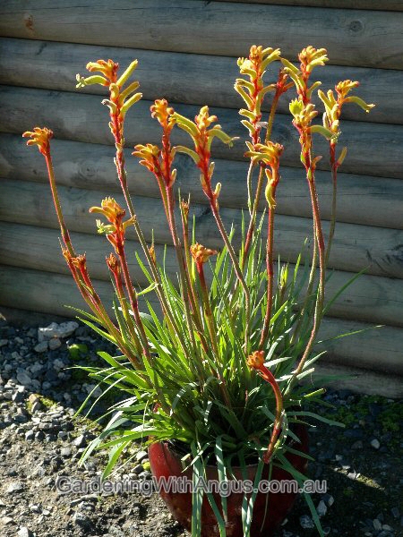 Anigozanthos ‘Bush Tenacity’ – Kangaroo Paw