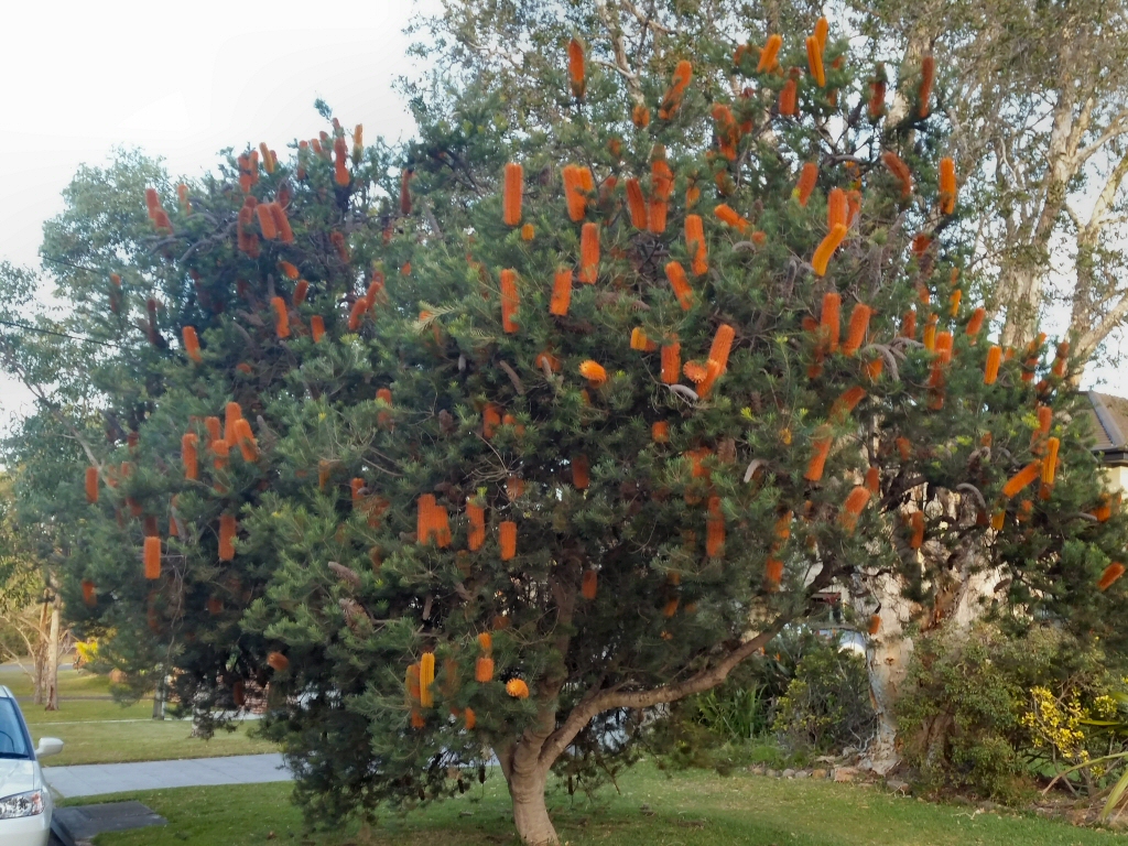 Angus’s Top 10 Native Plants