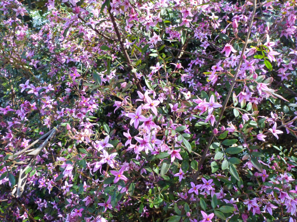 Boronias for Beginners