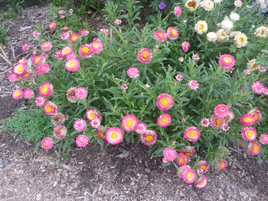 Bracteantha bracteata – Everlasting Daisy