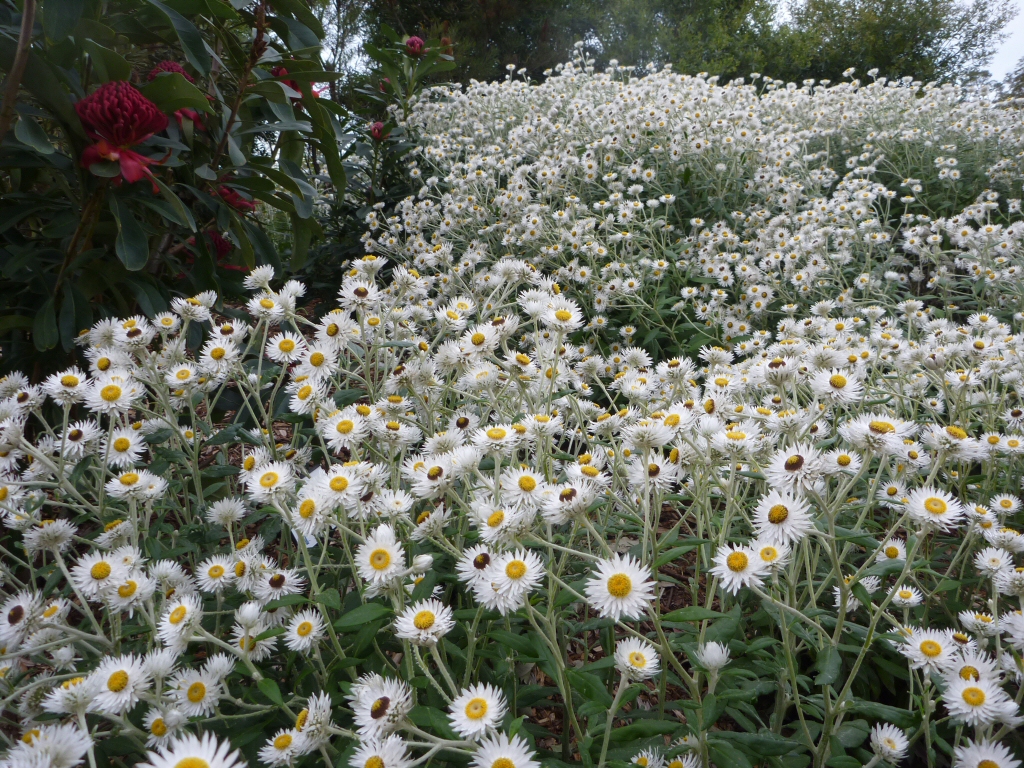 Coronidium elatum ‘Sunny Side Up’ – Everlasting Daisy