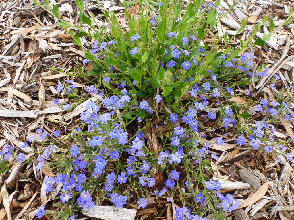 Dampiera ‘Mallee Skies’