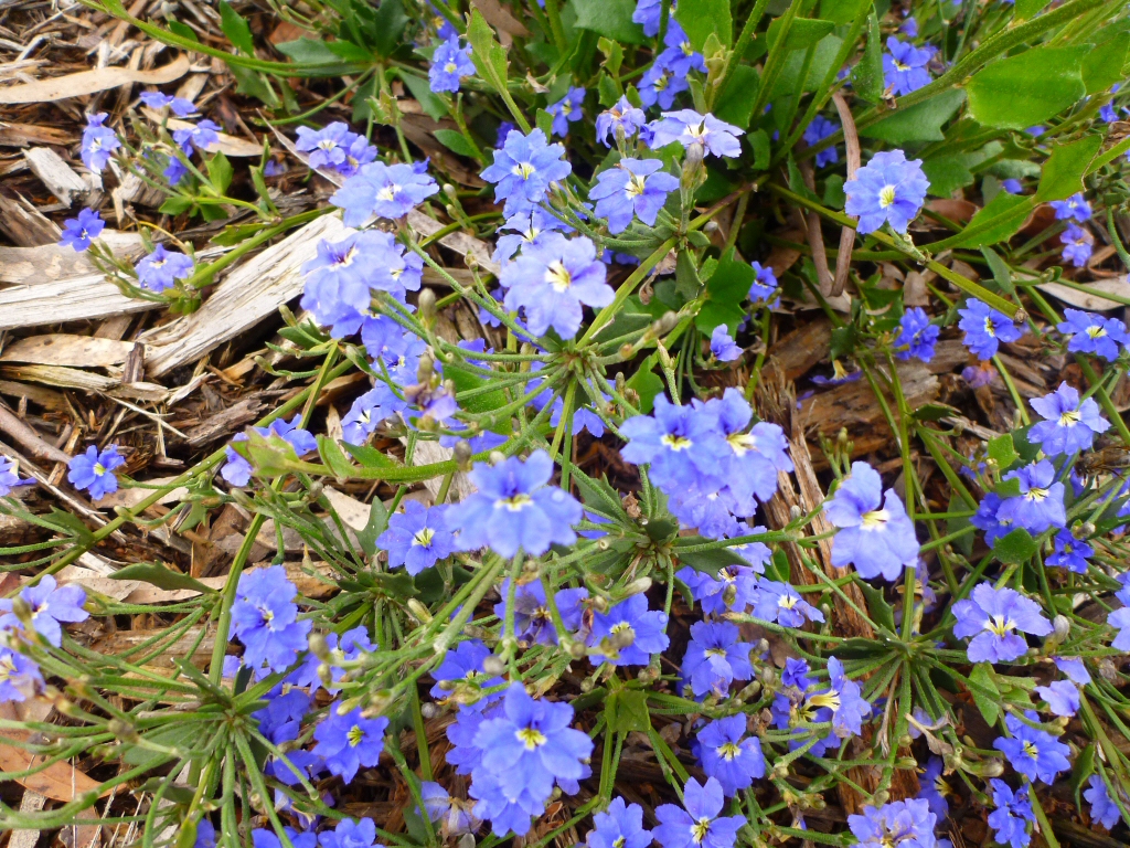 Dampiera 'Mallee Skies'