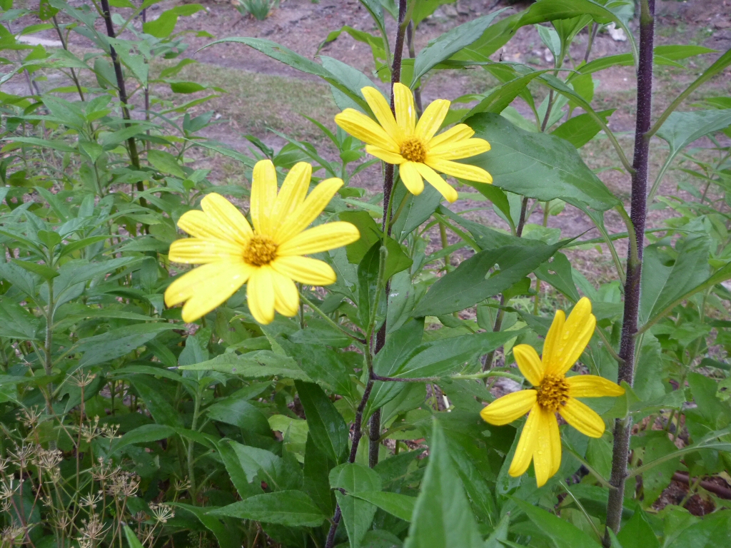 How to grow Jerusalem artichoke (Helianthus tuberosus)