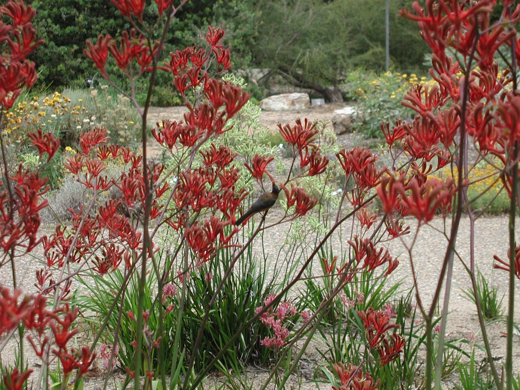Angus’s Top Ten Australian Plants for attracting Wildlife
