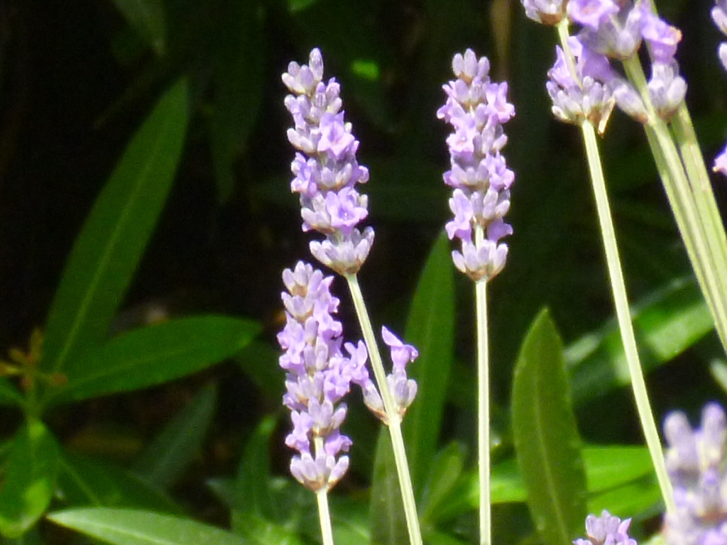 Lavender flowers