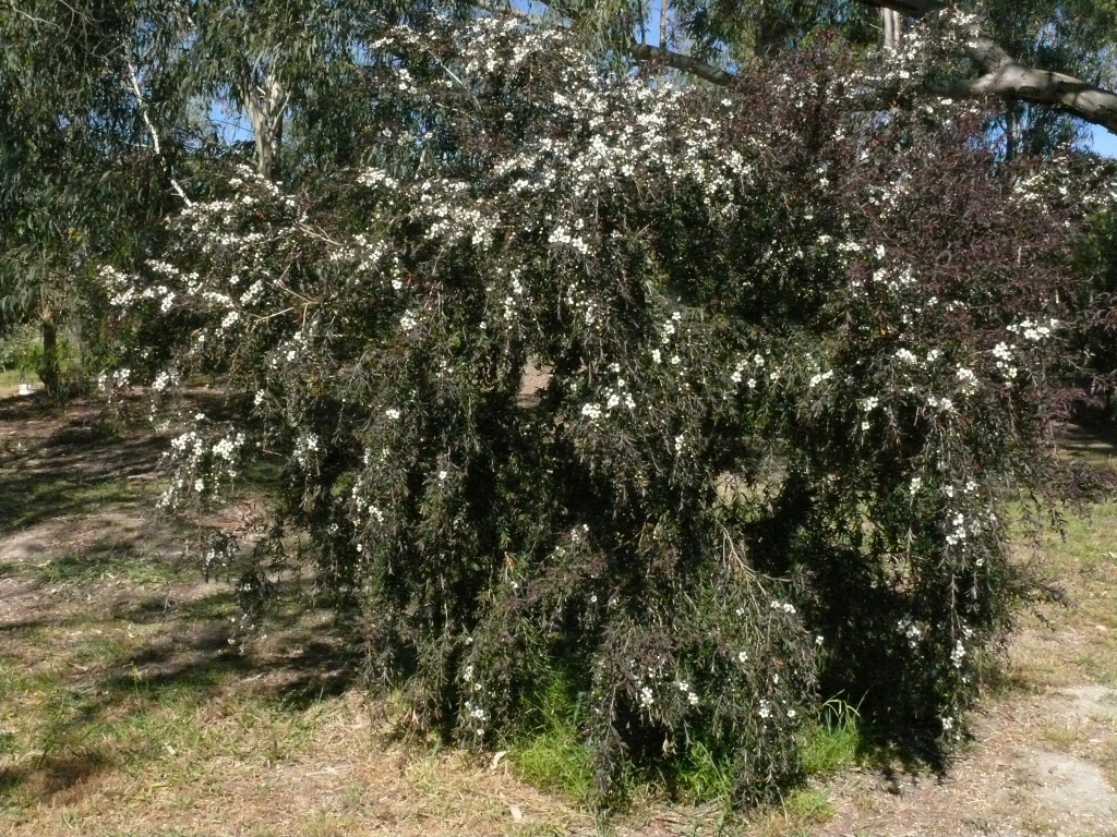 Leptospermum obovatum ‘Starry Night’ – Tea Tree