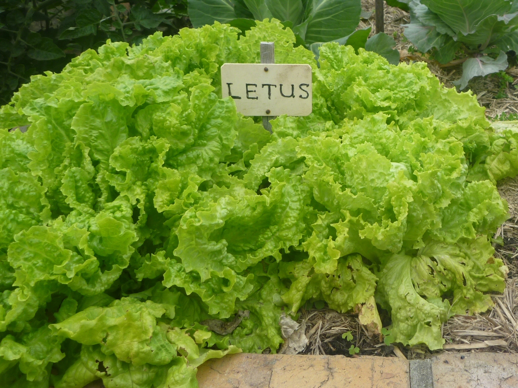 Growing lettuce in the home garden