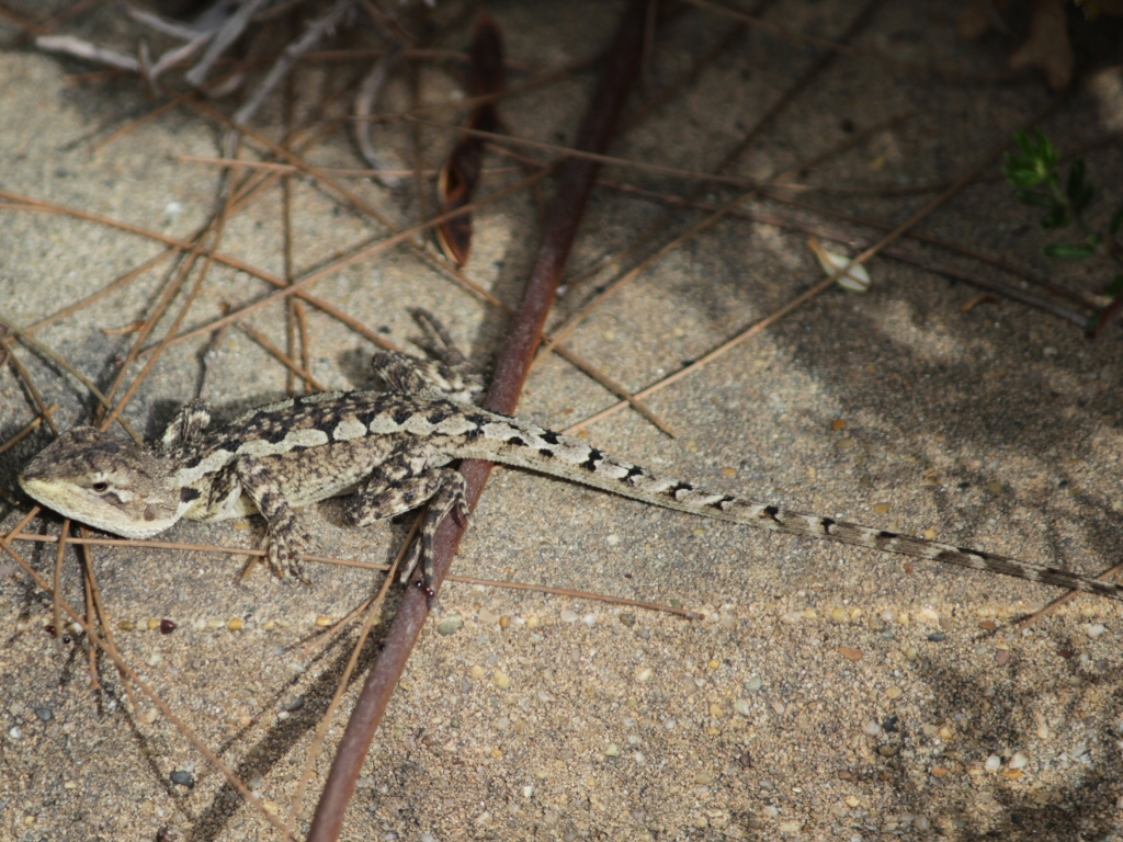 Attracting Wildlife To Your Garden