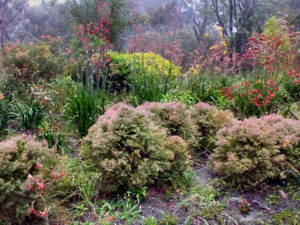 Melaleuca linariifolia ‘Claret Tops’ – Honey Myrtle