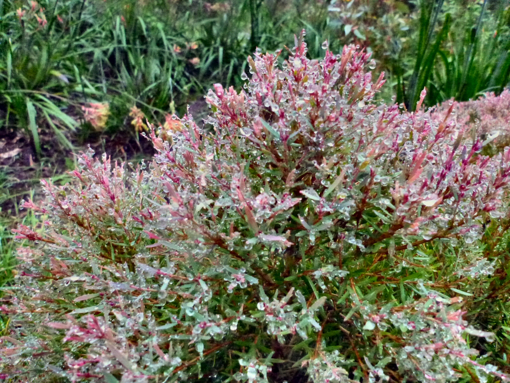 Melaleuca honey myrtle 'Claret Tops'
