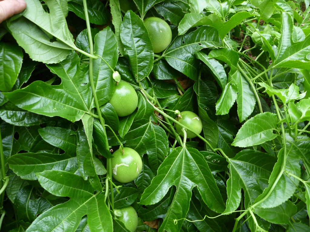 Growing passionfruit