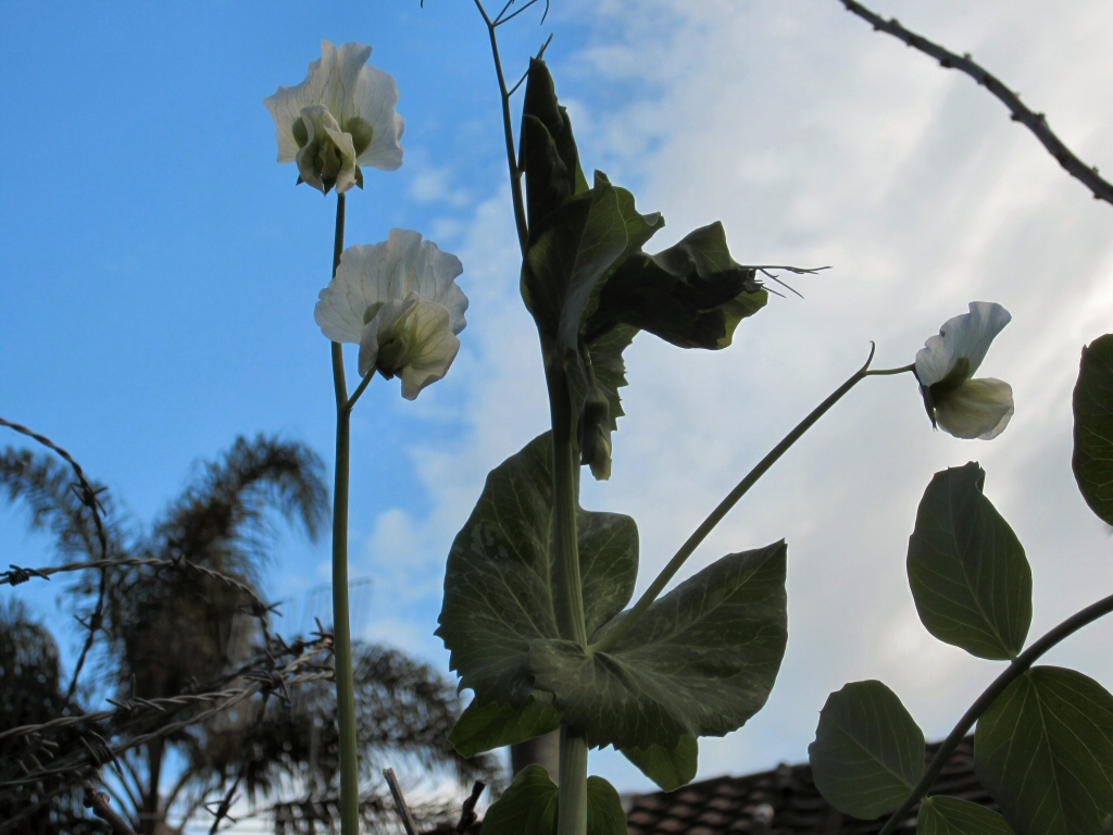 Growing peas in the garden