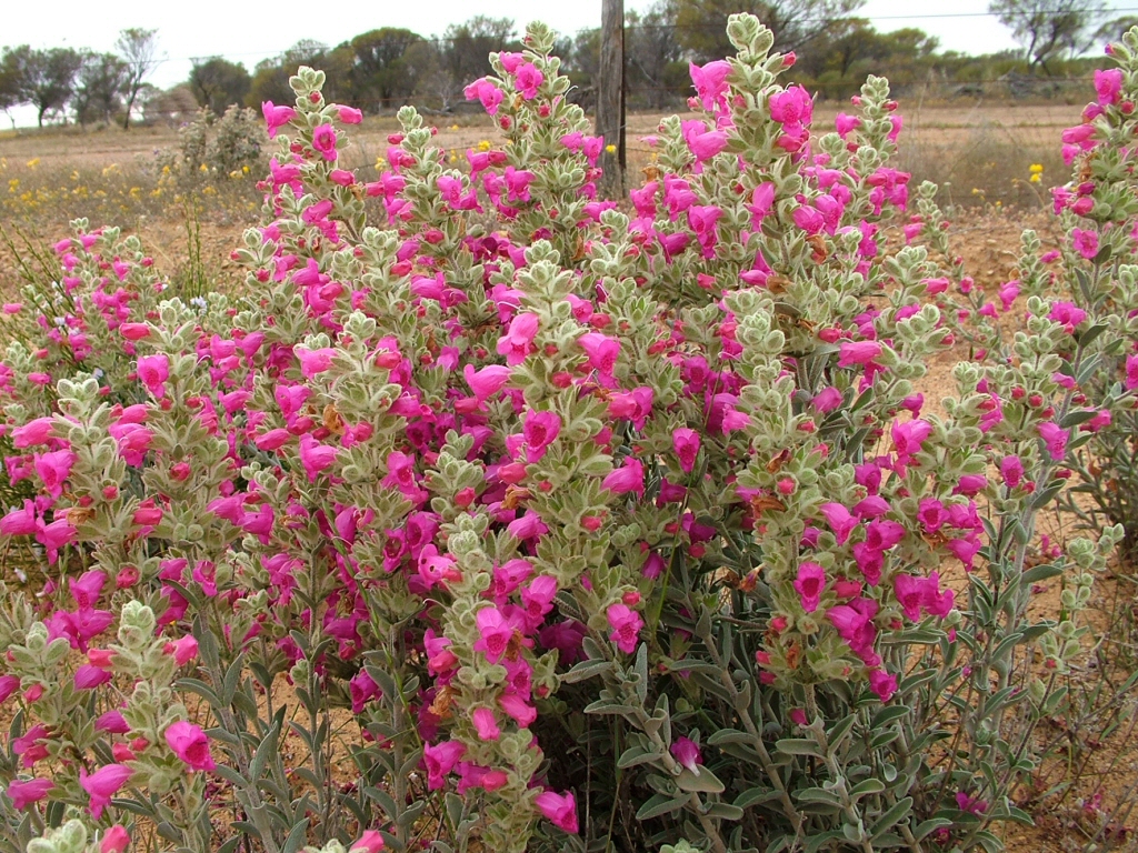 Angus’s Top Ten Australian Plants For Pots