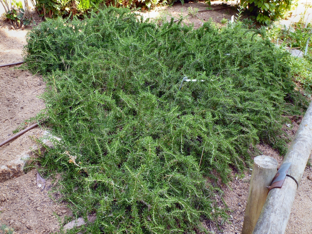 Rosemary