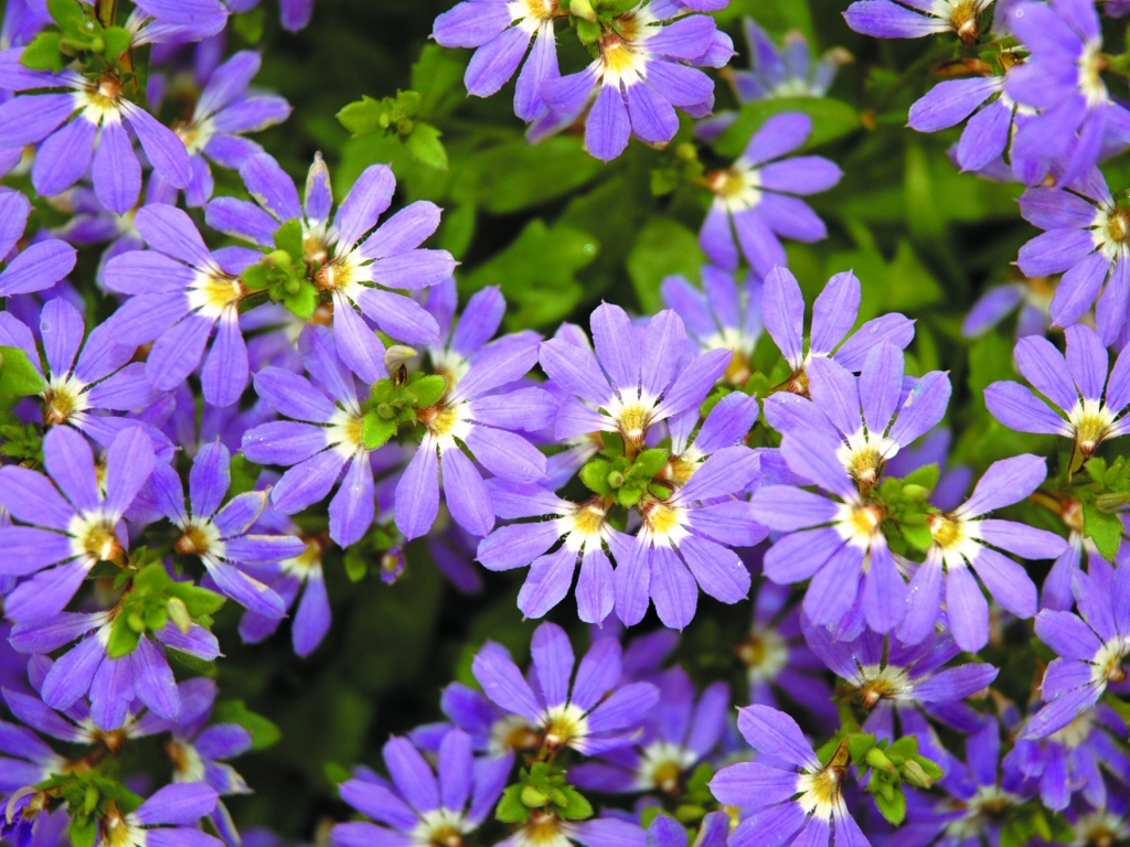 Angus’s Top Ten Australian Plants For Colour