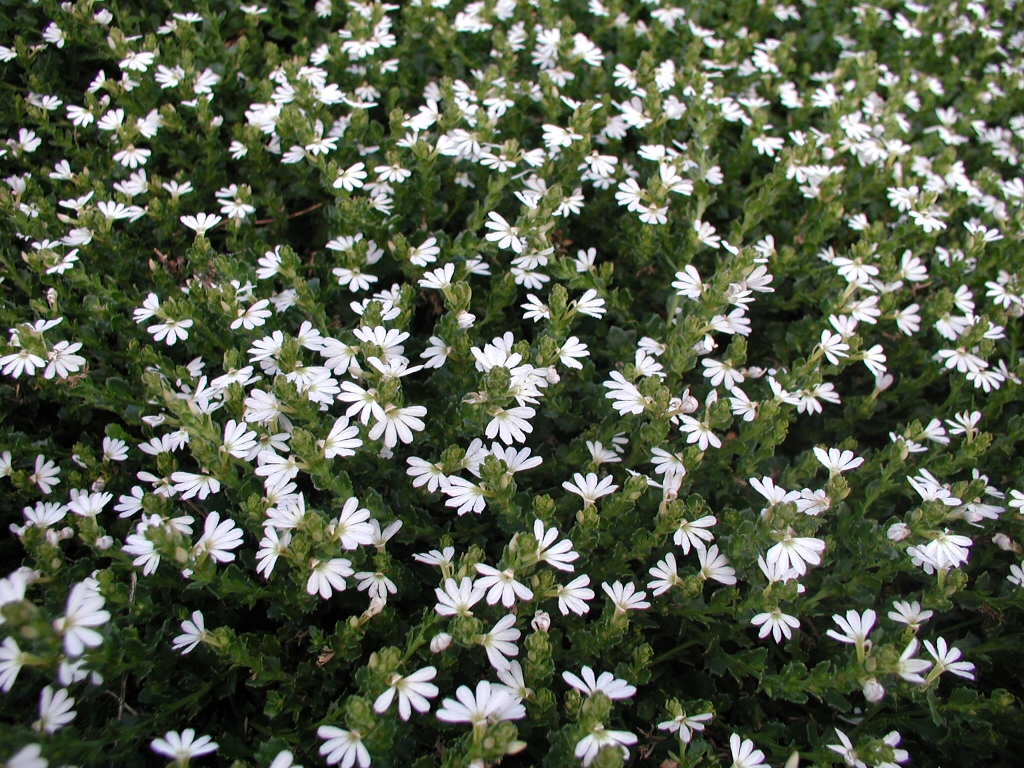 Scaevola albida ‘White Carpet’ – Fan Flower
