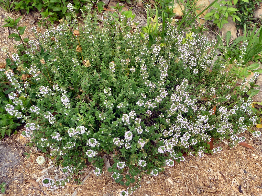 Thyme