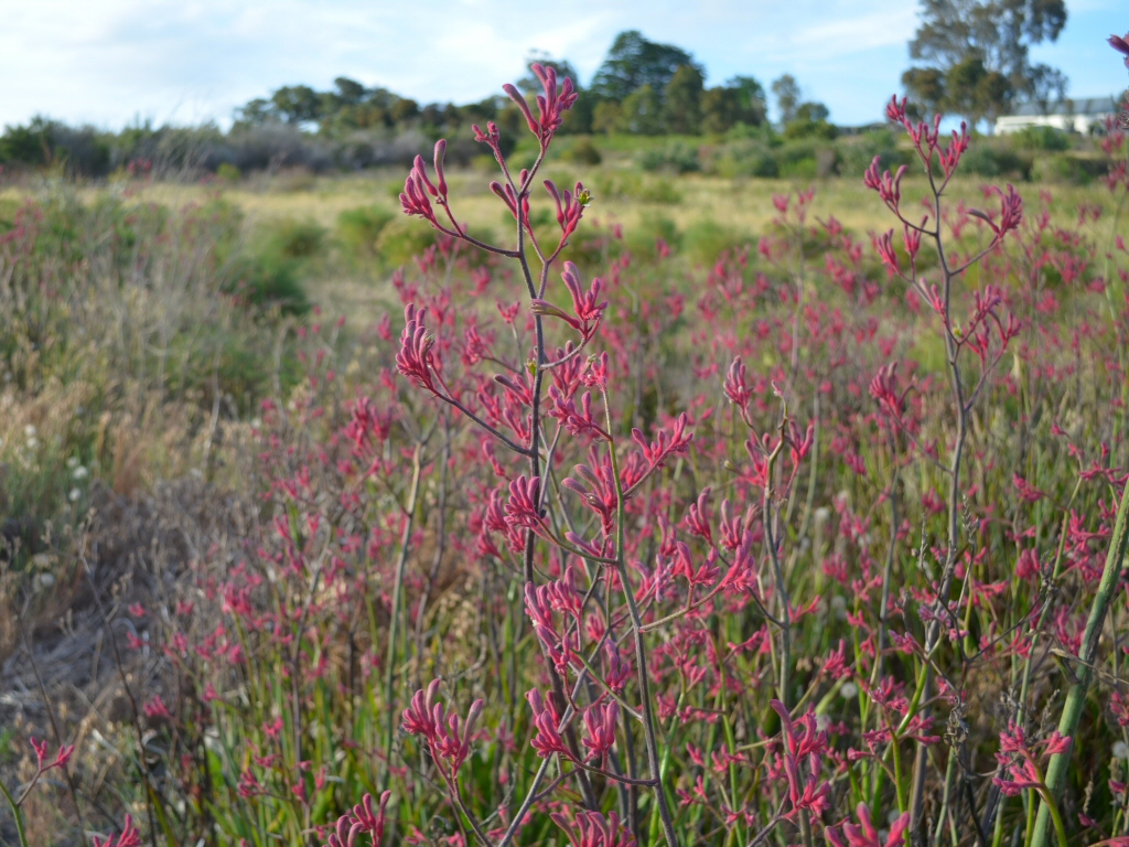 Anigozanthos flavidus  ‘Landscape Pink’ – Kangaroo Paw