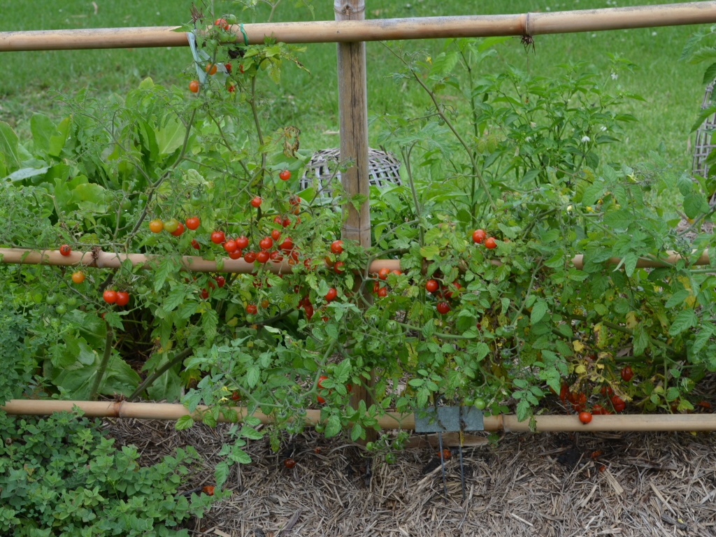 Cherry Tomatoes