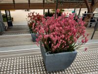 Potted Bush Pearl kangaroo paw