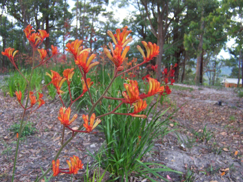 Anigozanthos ‘Landscape Tangerine’ – Kangaroo Paw