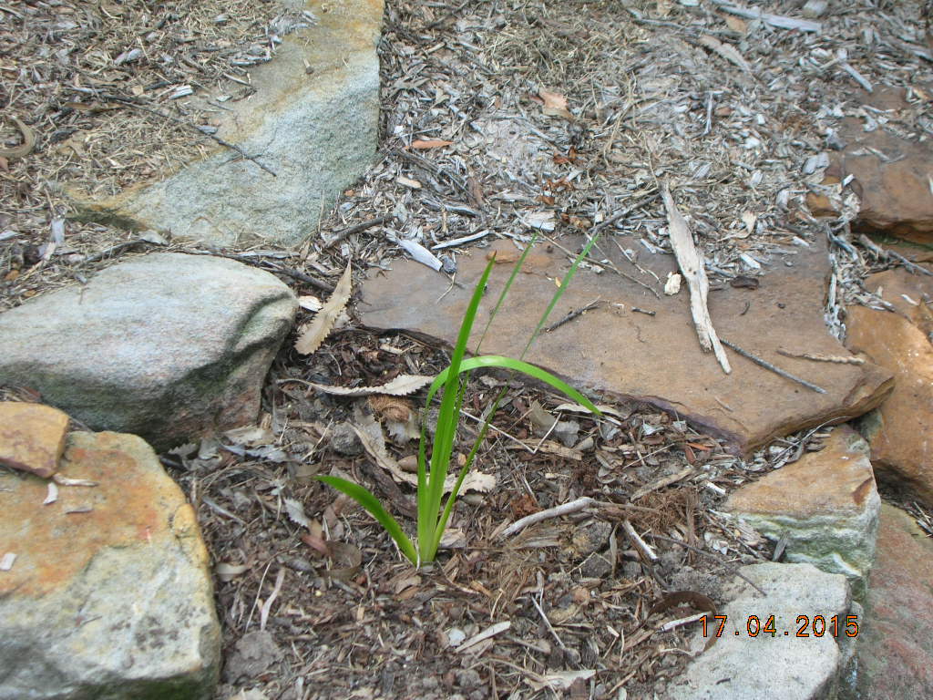 Newsletter #34 – April 2017 – Peter Cundall’s Birthday Celebration