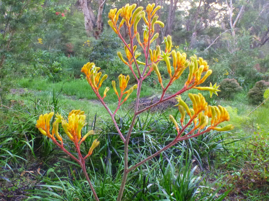Anigozanthos ‘Landscape Gold’ – Kangaroo Paw