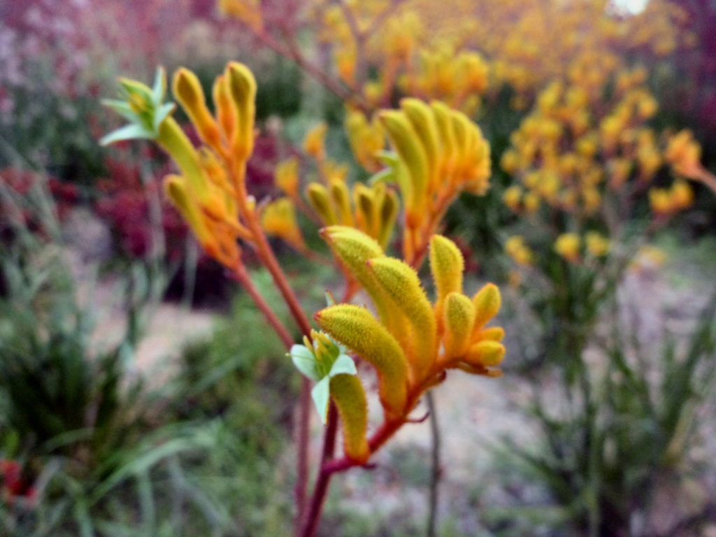 Anigozanthos 'Landscape Gold' - kangaroo paw