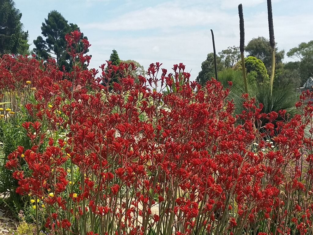Anigozanthos ‘Landscape Scarlet’ – Kangaroo Paw
