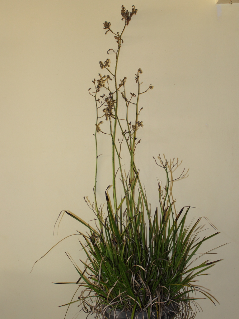 Renew Your Kangaroo Paw