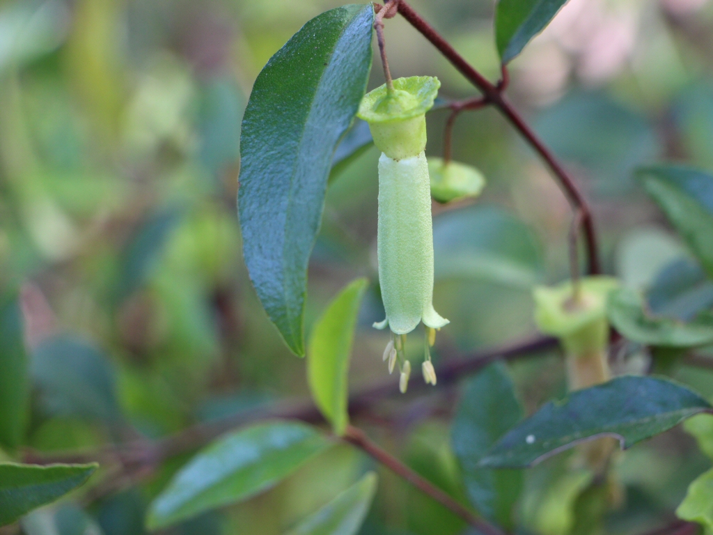 Correa baeuerlenii -Chef’s Cap Correa