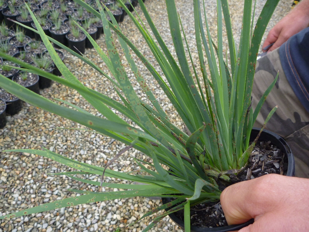 Newsletter #44 – January 2019 – Identifying Kangaroo Paw Rust, My Tasmanian Projects