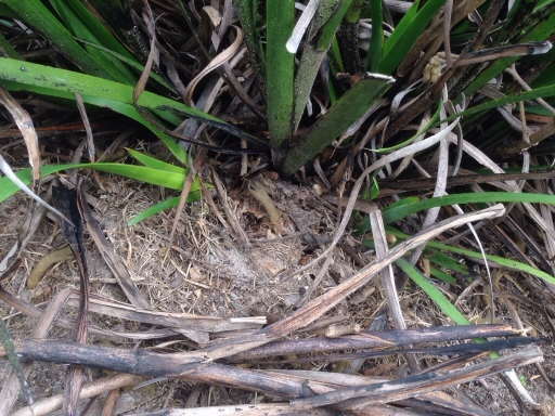 Newsletter #46 – March 2019 – Rescuing Drab Kangaroo Paws, The Worm Lab Pineapple Project